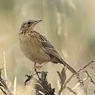 Pipit du paramo
