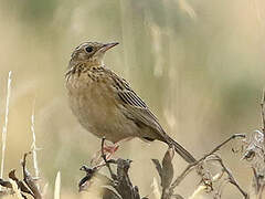 Pipit du paramo