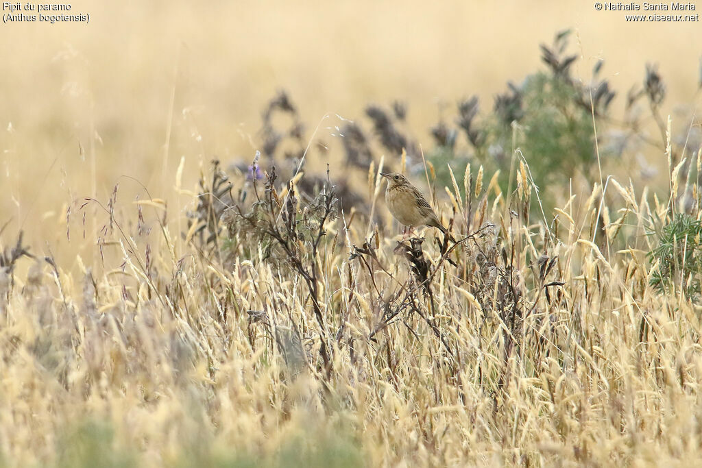 Paramo Pipit male adult, habitat