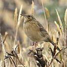 Pipit du paramo