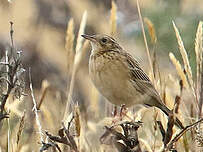 Pipit du paramo