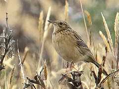 Paramo Pipit