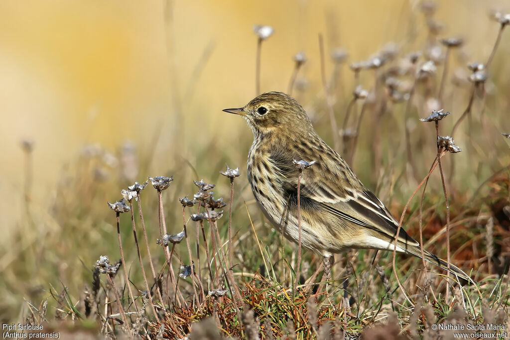 Pipit farlouseadulte, identification