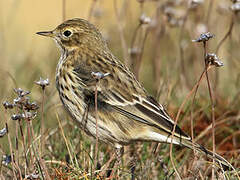 Pipit farlouse