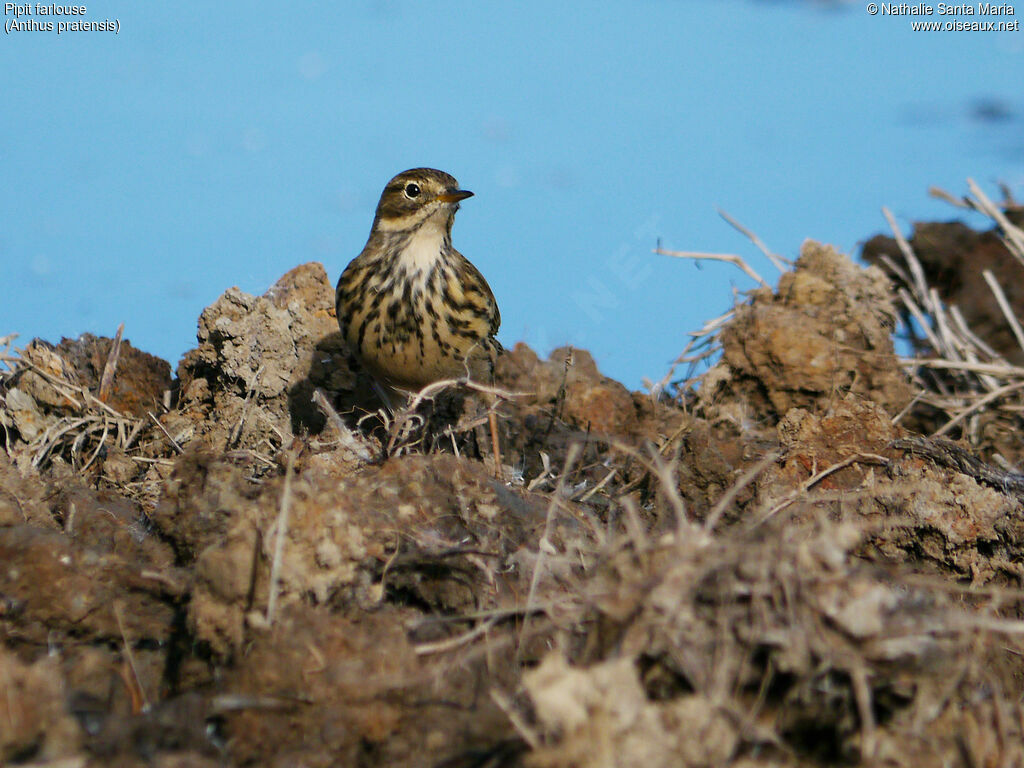 Meadow Pipitadult, identification, walking