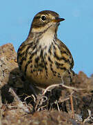 Meadow Pipit