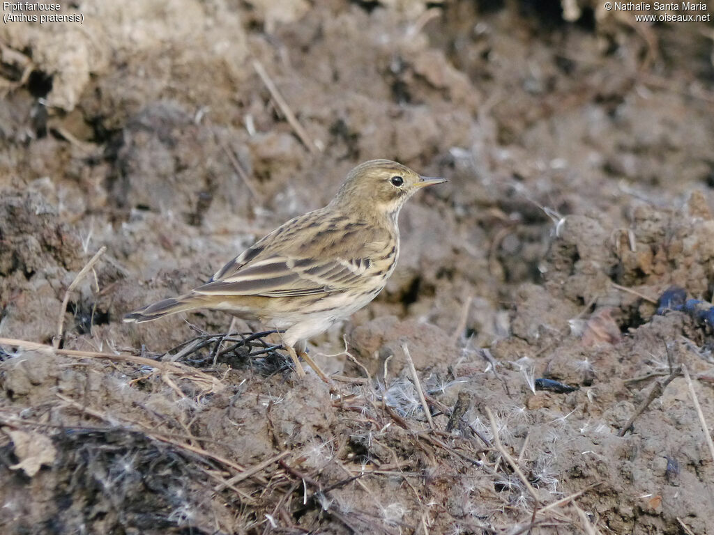 Meadow Pipitadult, identification, walking, Behaviour