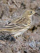 Pipit farlouse