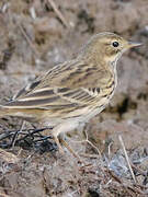 Pipit farlouse