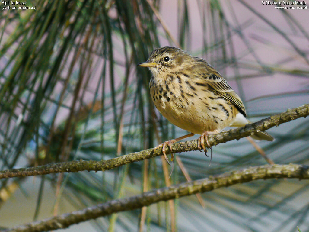 Meadow Pipitadult, identification, Behaviour