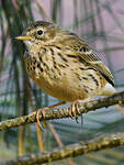 Pipit farlouse