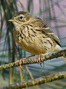 Pipit farlouse