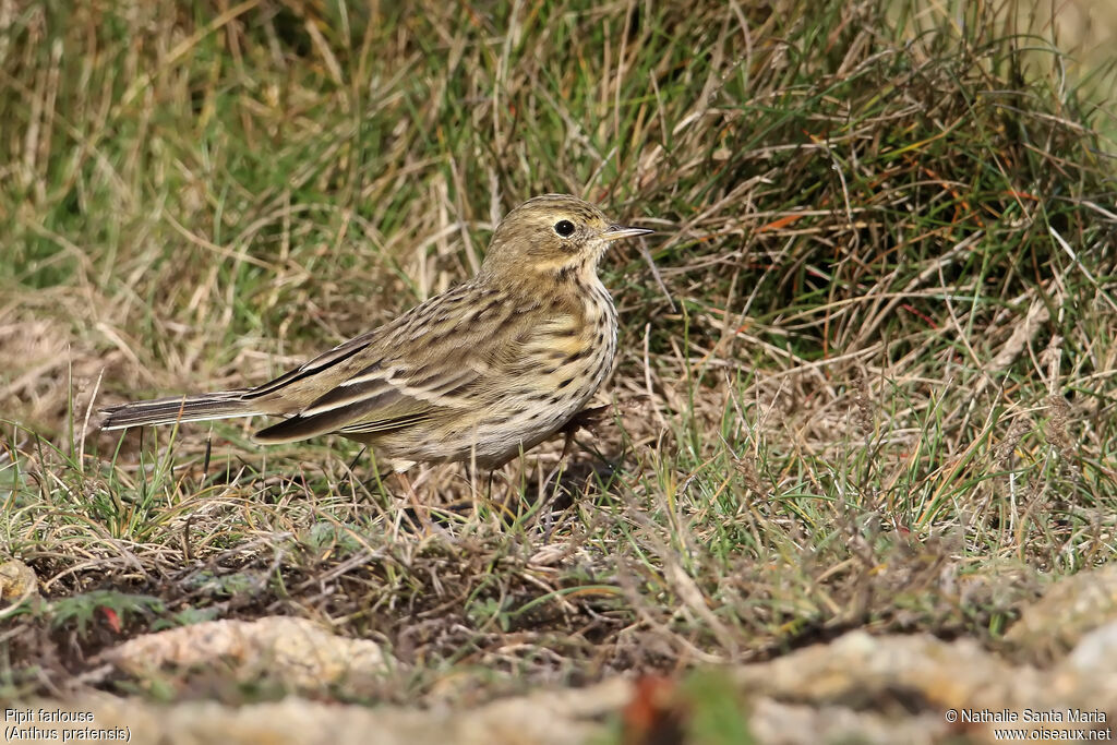 Pipit farlouseadulte, identification, marche