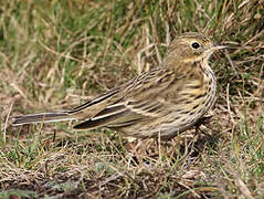 Meadow Pipit