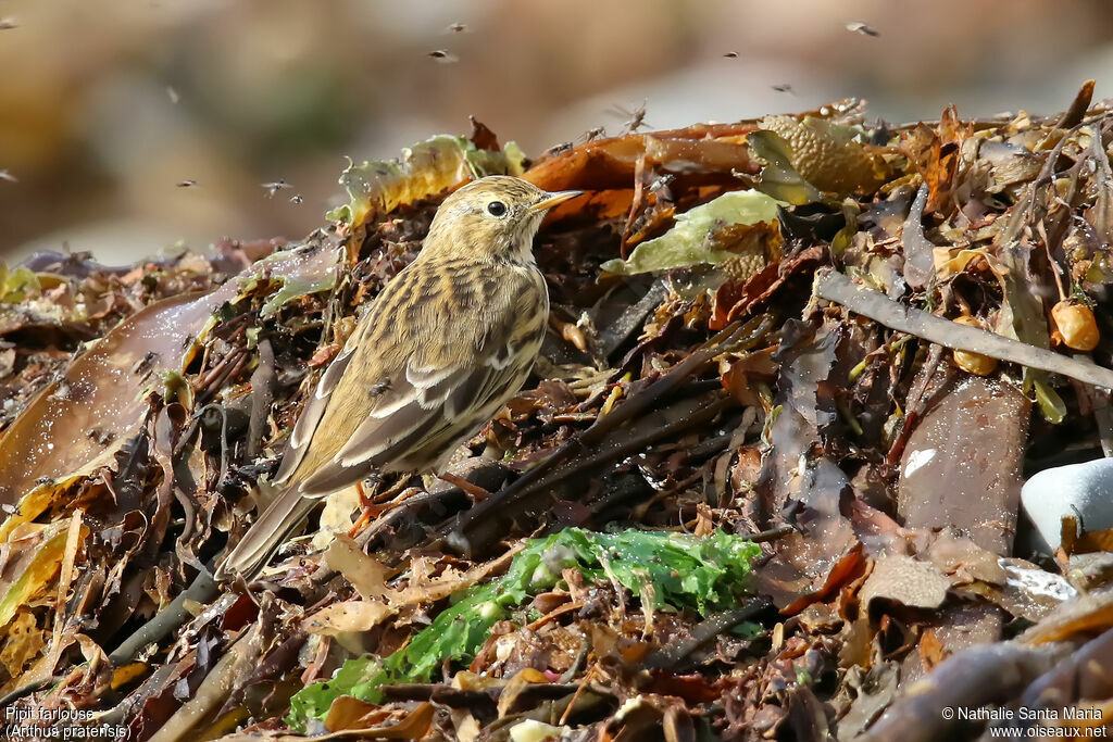 Meadow Pipitadult, identification