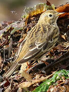 Meadow Pipit