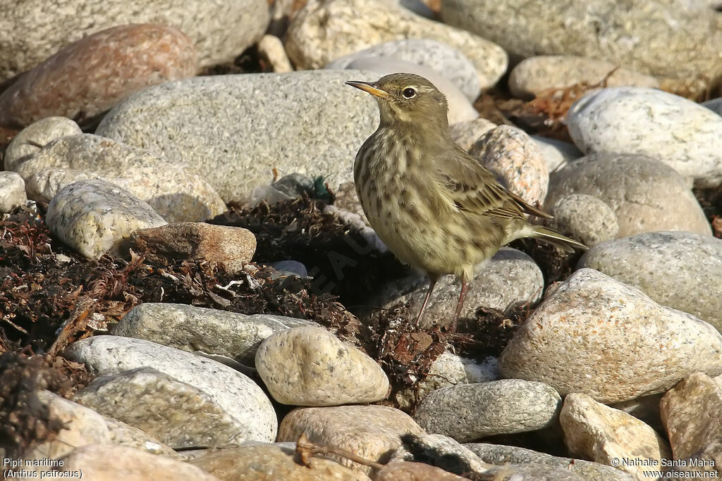 Pipit maritimeadulte internuptial, identification