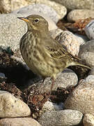 Eurasian Rock Pipit