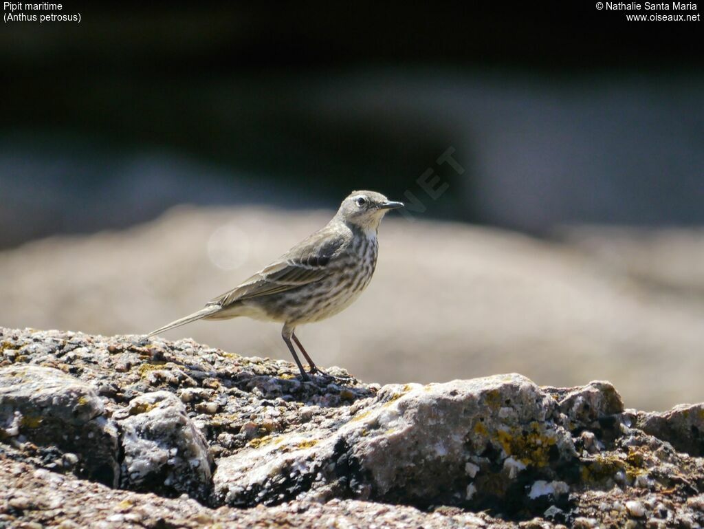 Eurasian Rock Pipitadult, Behaviour