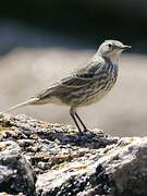 Eurasian Rock Pipit