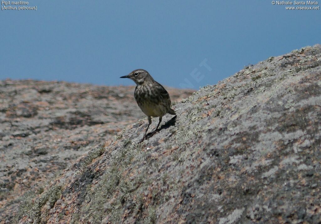 Pipit maritimeadulte