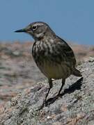 Eurasian Rock Pipit