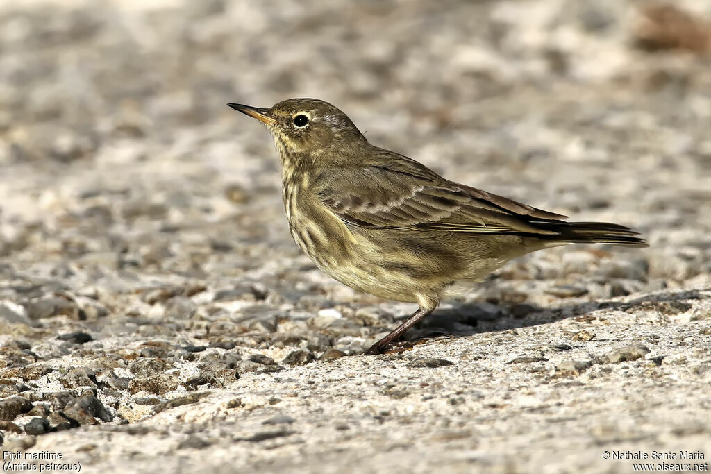 Pipit maritimeadulte internuptial, identification