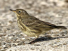 European Rock Pipit