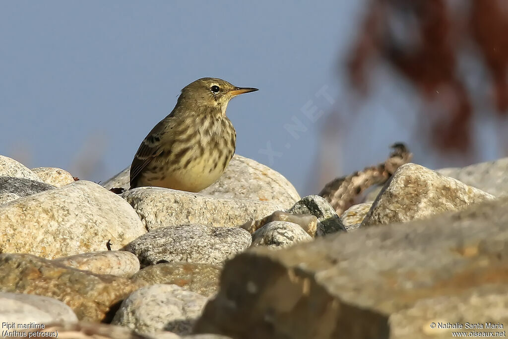 Eurasian Rock Pipitadult post breeding, identification