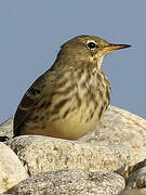 Eurasian Rock Pipit