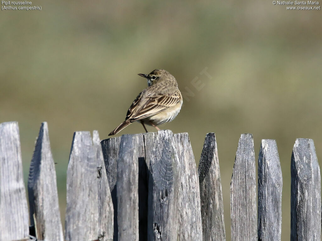 Pipit rousseline mâle adulte, identification, habitat, Comportement