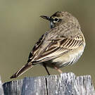 Pipit rousseline