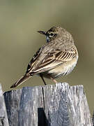 Pipit rousseline