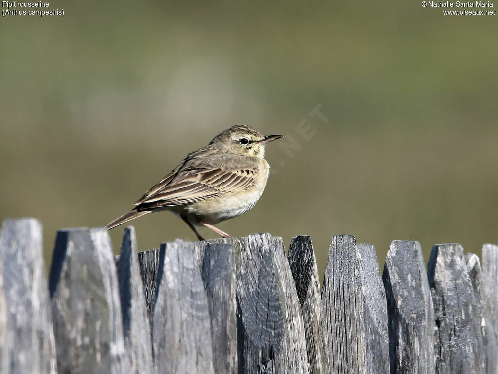 Pipit rousseline mâle adulte, identification, habitat, Comportement