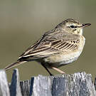 Pipit rousseline