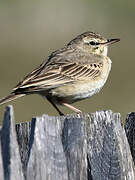 Pipit rousseline