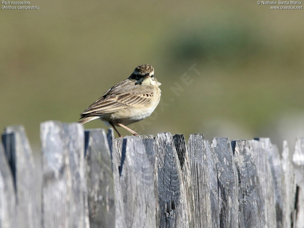 Tawny Pipit male adult, identification, habitat, Behaviour