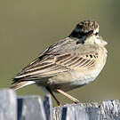 Pipit rousseline