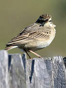 Tawny Pipit