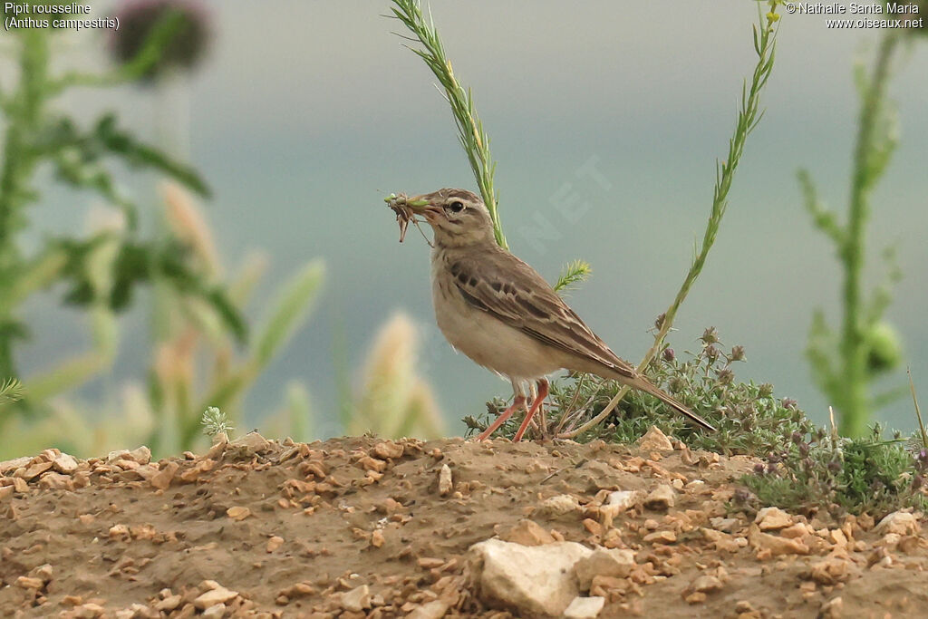 Pipit rousseline adulte, identification, régime, nidification