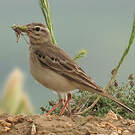 Pipit rousseline