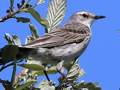 Water Pipit