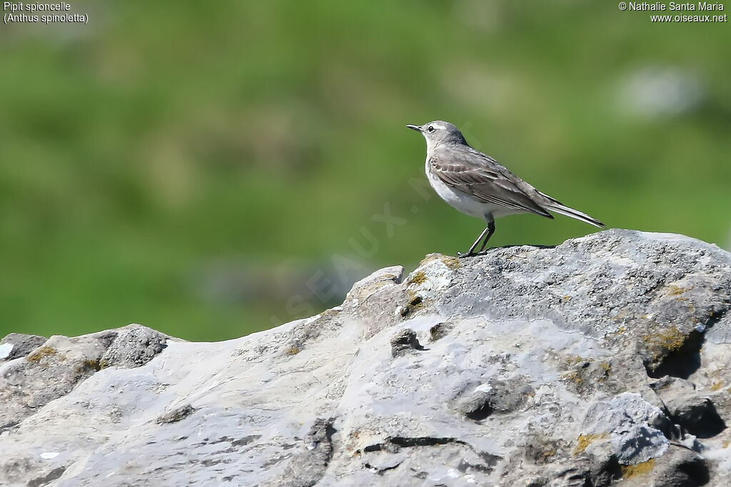 Pipit spioncelleadulte, habitat