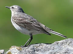 Water Pipit