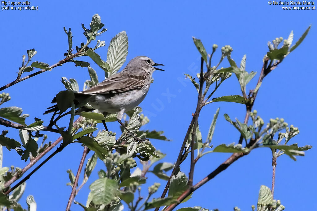 Water Pipit male adult, habitat, song