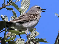 Water Pipit