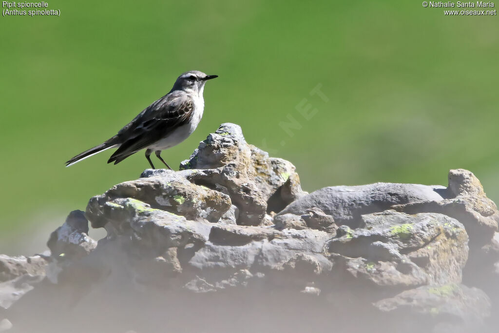 Pipit spioncelleadulte, habitat