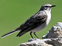 Water Pipit