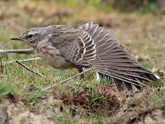 Water Pipit