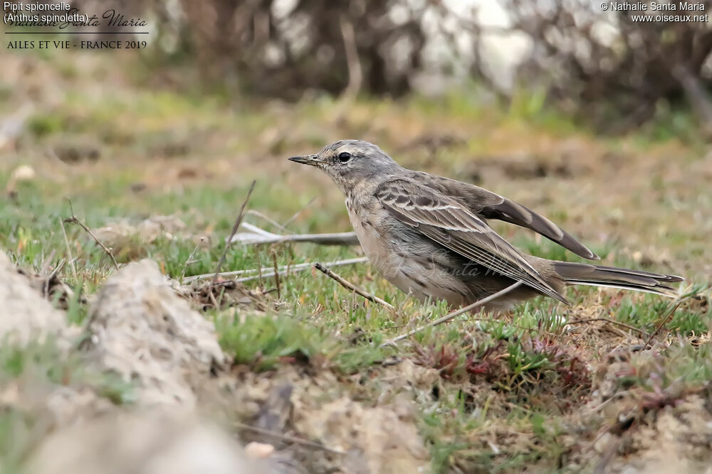 Pipit spioncelleadulte nuptial, identification